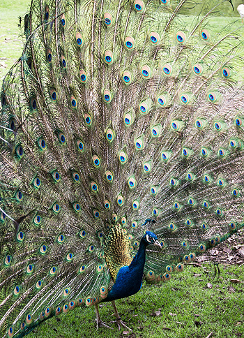 Pfau 