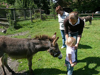 Esel Karla schnuppert an Frieda